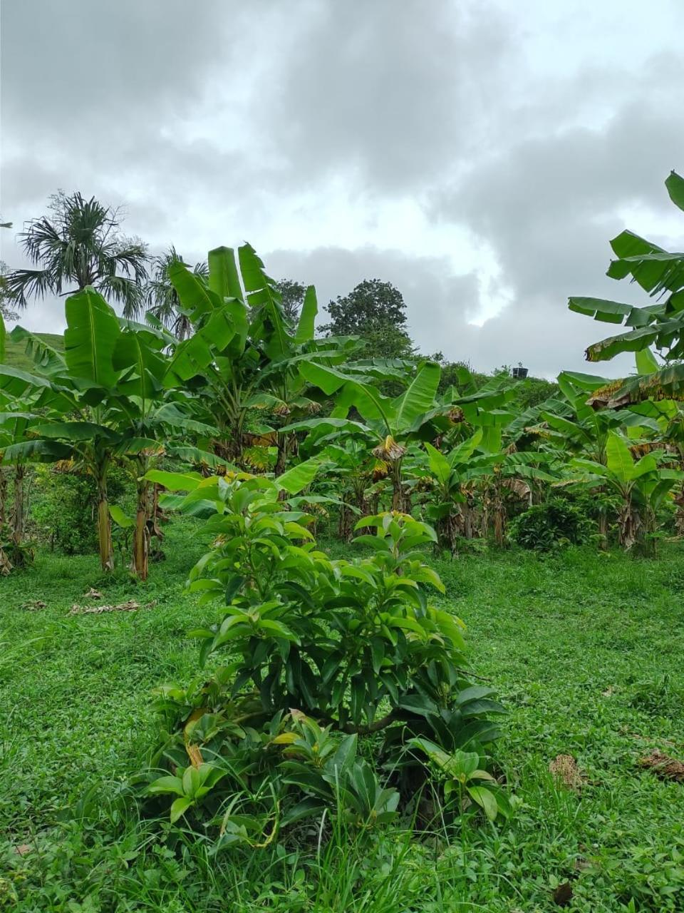 Cabana Wiwa Tayrona Los Naranjos Zewnętrze zdjęcie
