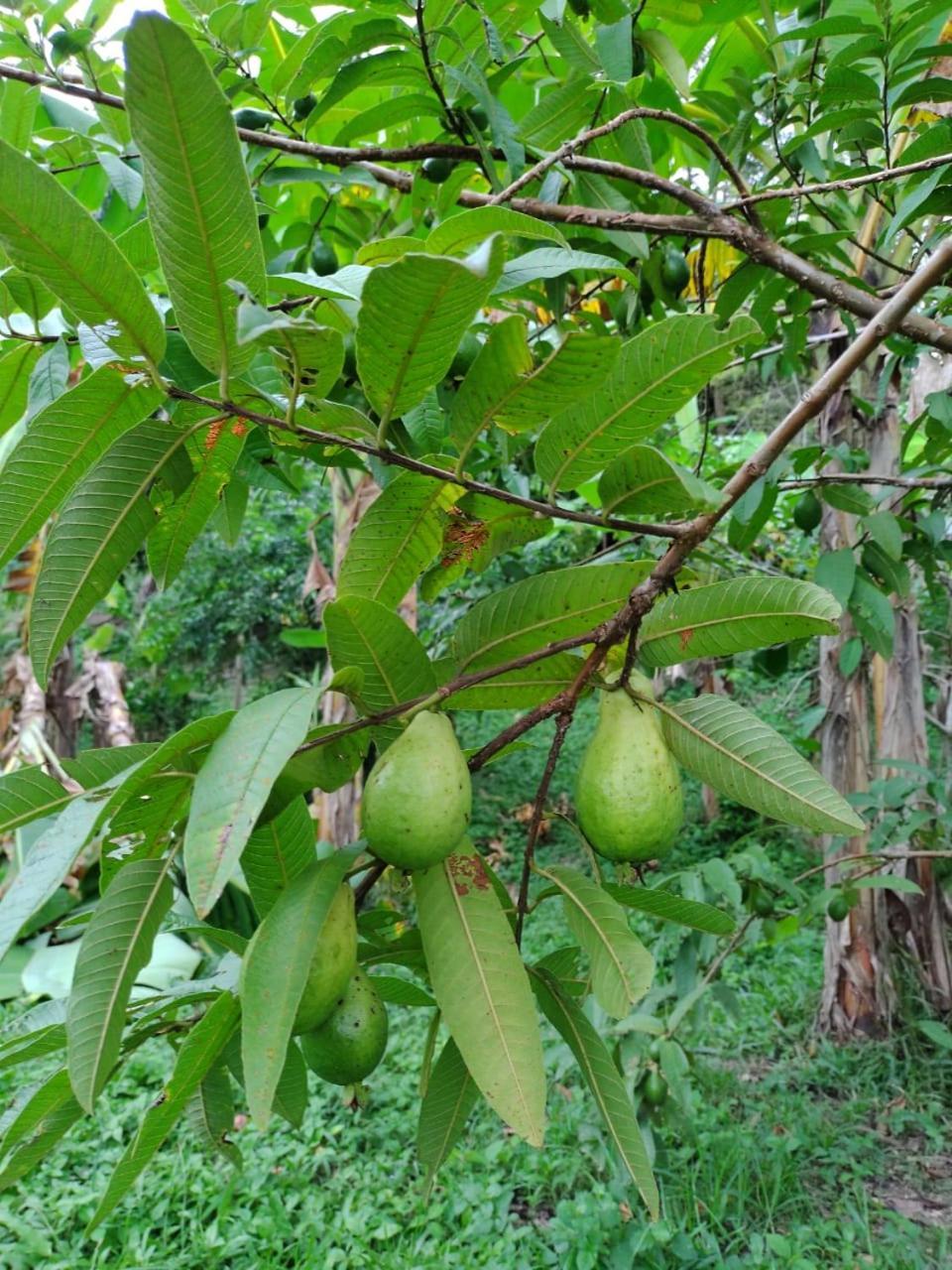 Cabana Wiwa Tayrona Los Naranjos Zewnętrze zdjęcie