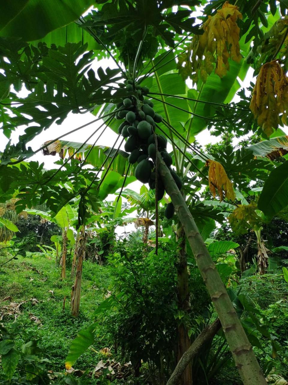 Cabana Wiwa Tayrona Los Naranjos Zewnętrze zdjęcie