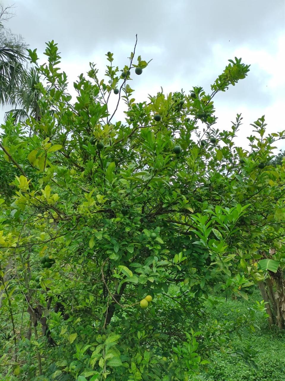 Cabana Wiwa Tayrona Los Naranjos Zewnętrze zdjęcie